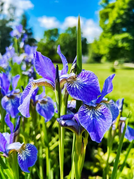 Lkbahar Bahçesinde Mavi Renkli Iris Çiçeği Gerald Derby Göz Merceği — Stok fotoğraf