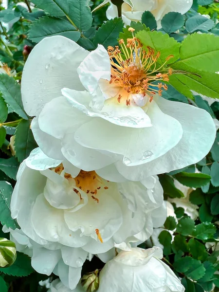 Rosa Selvatica Bianca Sfumata Con Stami Gialli Dopo Pioggia Primo — Foto Stock