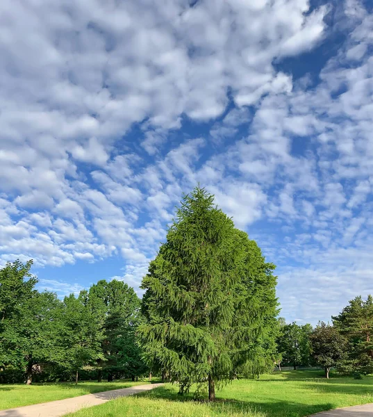 Parque Verde Ciudad Bien Cuidado Contexto Interesantes Nubes Cirros Riga — Foto de Stock