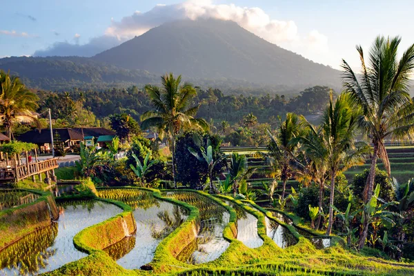 Beautiful Sunrise Jatiluwih Rice Terraces Background Spellbinding Mount Batukaru Mount — стоковое фото