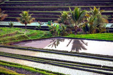 Bali 'nin Tabanan kentindeki Batukaru Dağı ve Agung Dağı' nın arka planında Jatiluwih Rice Terasları 'nın üzerinde güzel bir gündoğumu. Endonezya