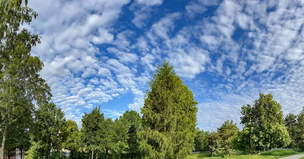 Panorama Del Cielo Con Interesantes Nubes Cirros Sobre Área Parque — Foto de Stock