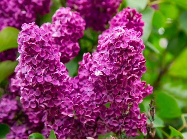 Фіолетові Бузкові Квіти Цвітуть Весняному Саду Крупним Планом Весняний Пейзаж — стокове фото