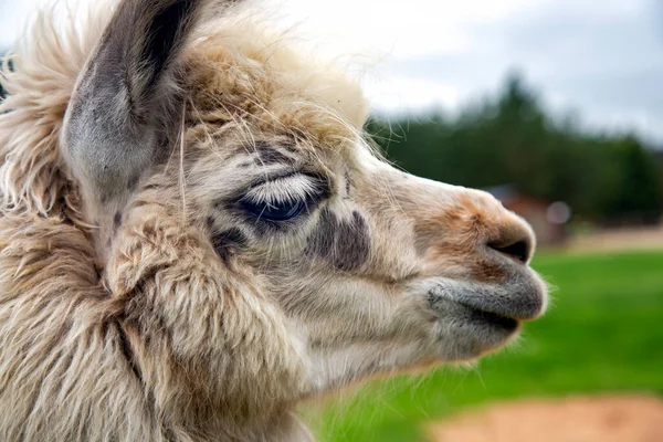 Mladá Lama Close Pozadí Zelené Louky Lotyšsku — Stock fotografie