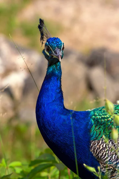 Graceful Blue Peacock Torso Profile Plumage His Head Peafowl Close — Fotografia de Stock