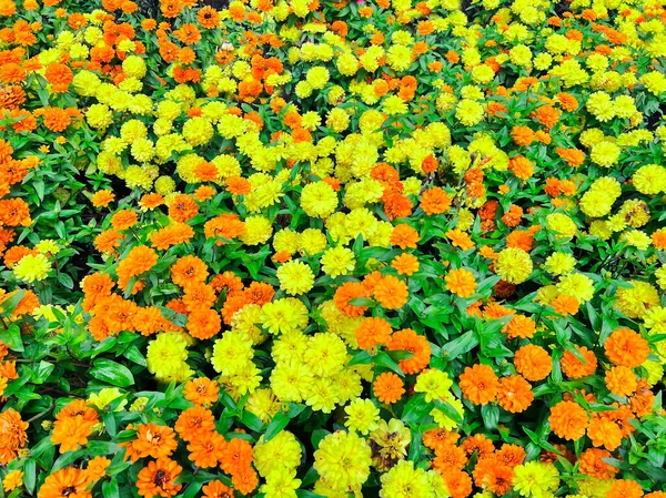 Beautiful Yellow Orange Marigold Flowers Amazing Summer Flowers Marigold Bush — Photo