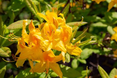 Çiçekli sarı rhododendron Catawbiense Grandiflorum çalısı Aydınlık bir bahar gününde