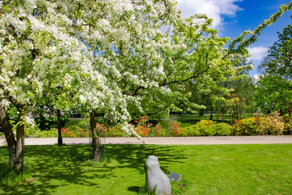 Blooming White Cherry Yellow Rhododendrons Banks Riga Canal Beautiful Park — Zdjęcie stockowe