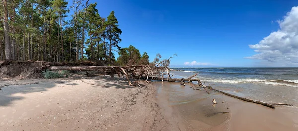 Дике Узбережжя Мисі Колка Деревами Які Впали Після Шторму Березі — стокове фото