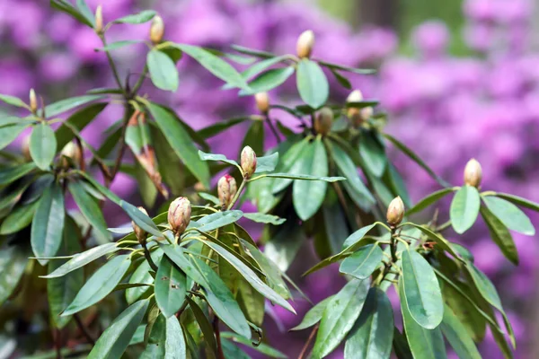 Bush Pink Rhododendron Young Unopened Flower Buds Close Early Spring — 图库照片