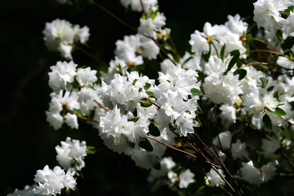 Lush Flowering White Rhododendron Catawbiense Grandiflorum Bush Bright Spring Day —  Fotos de Stock