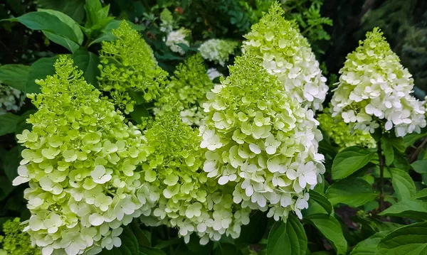 Big Bush Blossoming White Green Hydrangea Flowers Summer Garden Commonly — Stockfoto