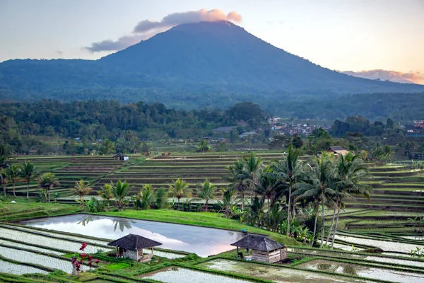 Beautiful Sunrise Jatiluwih Rice Terraces Background Spellbinding Mount Batukaru Mount — стоковое фото