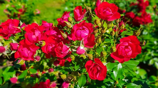 Red Roses Flowers Blooms Garden Many Buds Close Beautiful Red — Stock Fotó