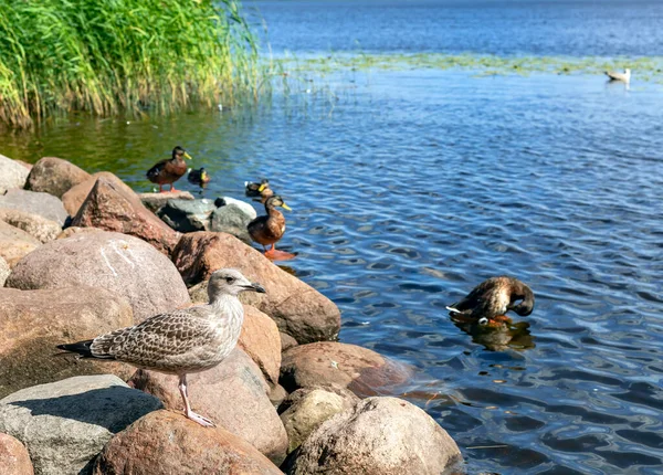 Subadult European Herring Gulls Larus Argentatus Stone Shore Kisezers Lake — Stock Photo, Image