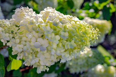 Blossoming white and green hydrangea flower in summer garden. Commonly known as smooth hydrangea. Beautiful flower garden.