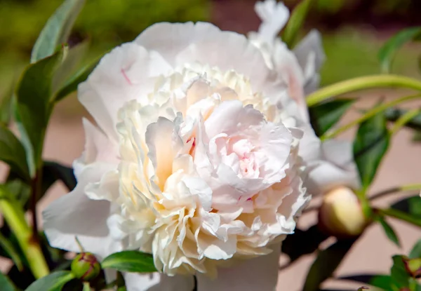 Красива Квітуча Біла Півонія Рожевими Жовтими Пелюстками Фоні Зеленого Листя — стокове фото