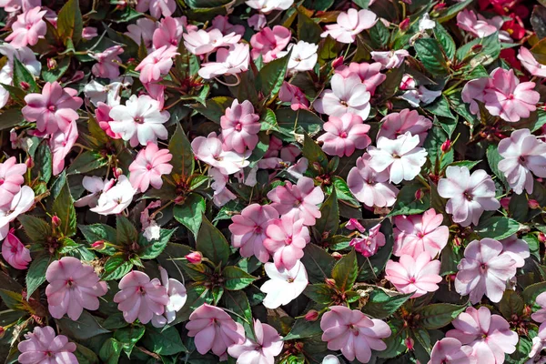 Летнем Саду Рижского Центрального Парка Расцветают Красивые Летние Цветы Латвия — стоковое фото