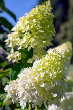 Big branch with blossoming white and green hydrangea flowers in summer garden. Commonly known as smooth hydrangea. Beautiful flower garden.