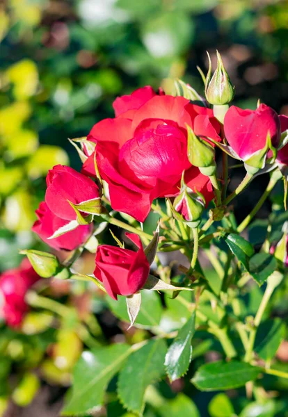 Red Roses Flowers Blooms Garden Many Buds Close Beautiful Red — Stockfoto