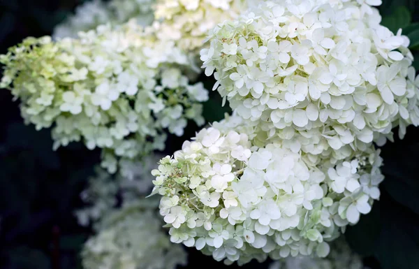 Big Branch Blossoming White Green Hydrangea Flowers Summer Garden Commonly — Stockfoto