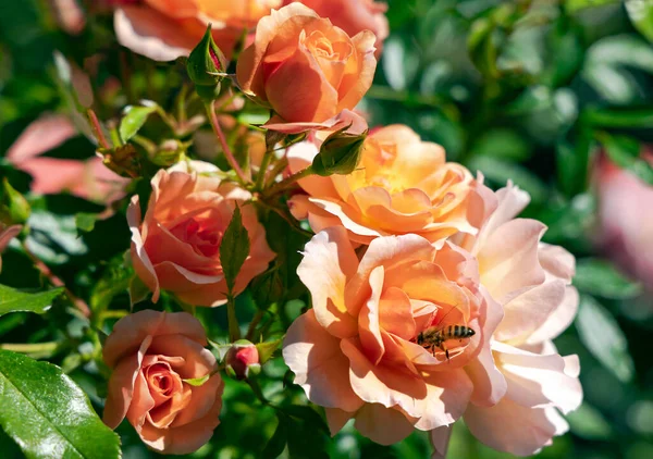 Delikat Doftande Vacker Grädde Ros Blommor Blommar Buske Bland Smaragdblad — Stockfoto
