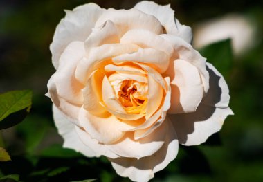 Narin kokulu, güzel kremalı gül çiçeği, yazın bahçedeki zümrüt yapraklarının arasında çiçek açar..