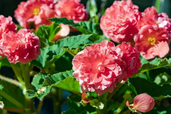 Великі Подвійні Рожеві Квітки Бегонії Зблизька Квітучі Рослини Гібридних Елатирів — стокове фото
