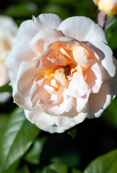 Λεπτή Ευωδιαστή Όμορφη Κρέμα Τριαντάφυλλο Λουλούδια Ανθίζουν Ένα Θάμνο Μεταξύ — Φωτογραφία Αρχείου