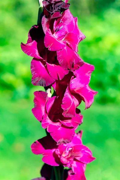 Bright Velvety Purple Gladiolus Flowers Green Background Bright Sunny Day — Stock Photo, Image