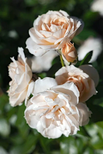 Zarte Duftende Schöne Creme Rosen Blühen Sommer Einem Strauch Zwischen — Stockfoto