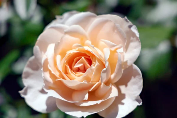 Delicado Perfumado Belo Chá Creme Rosa Flor Flor Closeup Entre — Fotografia de Stock