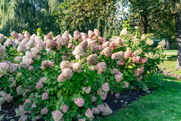 Weelderige Bloeiende Struiken Van Roze Hortensia Macrophylla Stadstuin Van Riga — Stockfoto