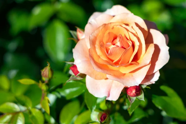 Delicado Bela Flor Rosas Creme Com Botões Entre Folhas Esmeralda — Fotografia de Stock
