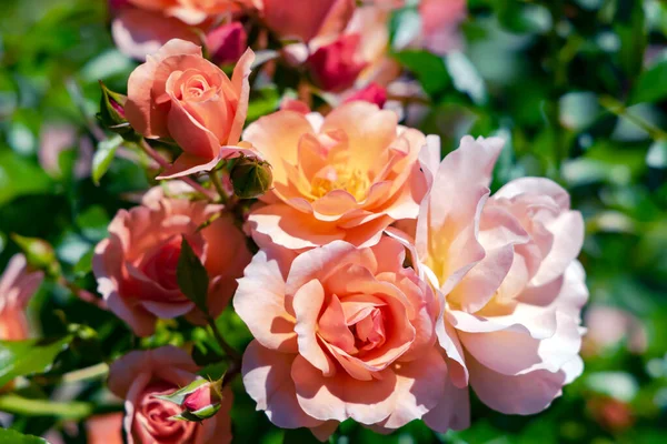 Delikat Vacker Rosa Och Grädde Rosor Blomma Med Knoppar Bland — Stockfoto