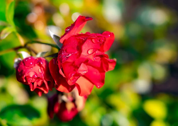 Autumn red roses in drops of morning dew on a sunny morning in garden closeup
