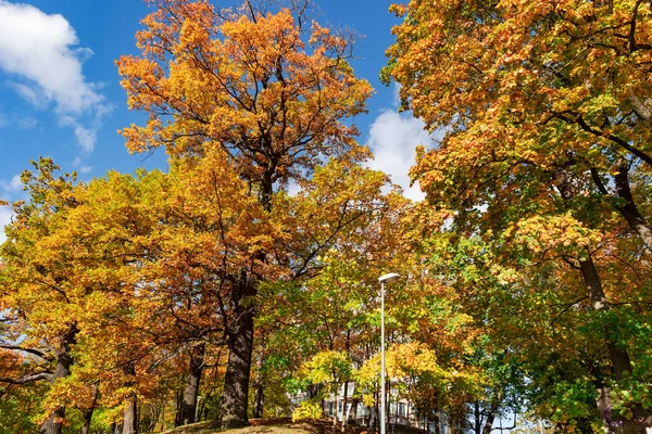Beautiful Autumn Parks Fall Color Foliage Bright Autumn Day Riga — Stock Photo, Image