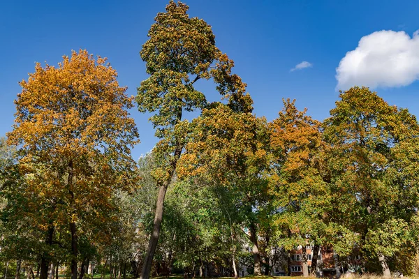 Όμορφα Φθινοπωρινά Πάρκα Φυλλώματα Φθινοπώρου Φωτεινή Φθινοπωρινή Ημέρα Στη Ρίγα — Φωτογραφία Αρχείου