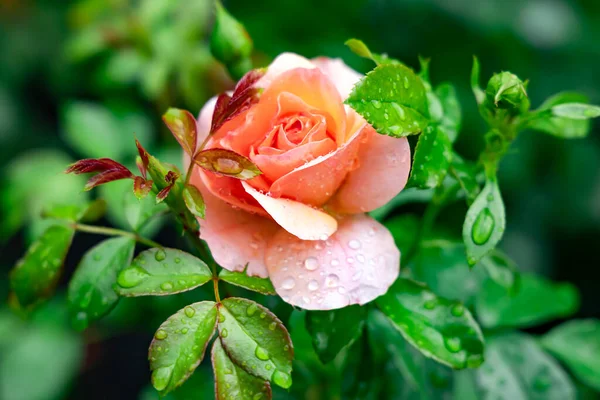 Delikat Vacker Grädde Ros Blomma Med Vatten Droppar Efter Regn — Stockfoto