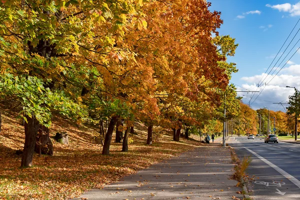 Latvia Riga Octubre 2022 Hermoso Parque Otoño Con Follaje Color — Foto de Stock