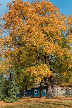 Güzel bir sonbahar parkı ve Riga 'da parlak bir sonbahar gününde sonbahar yapraklarıyla büyük bir akçaağaç. - Letonya. Sonbahar manzarası, sonbahar kartpostalı. Doğadaki doğal güzellik..