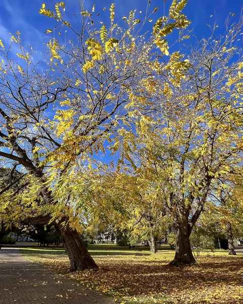 Hermoso Parque Otoño Antigua Acacia Con Follaje Amarillo Otoño Brillante — Foto de Stock