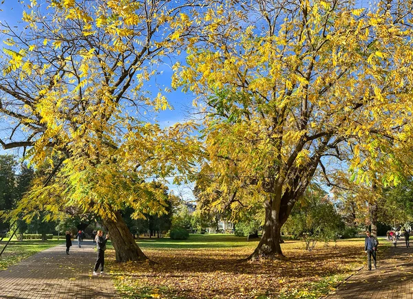 Latvia Riga October 2022 Beautiful Autumn Park Old Acacia Autumn — Stock Photo, Image