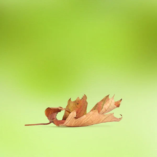 Helle Herbstblätter auf dem abstrakten Hintergrund mit Bokeh — Stockfoto