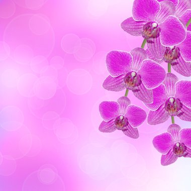 güzel pembe orkide Şubesi bir arka plan üzerinde bir şarküteri