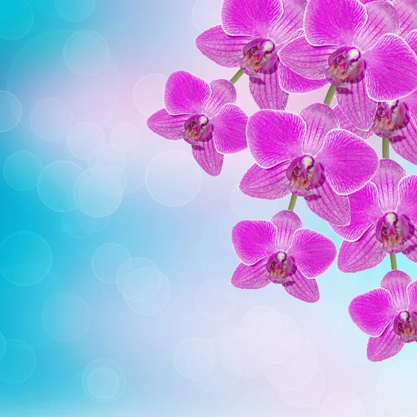 Hermosa rama de orquídea rosa sobre un fondo abstracto de una delicatessen — Foto de Stock