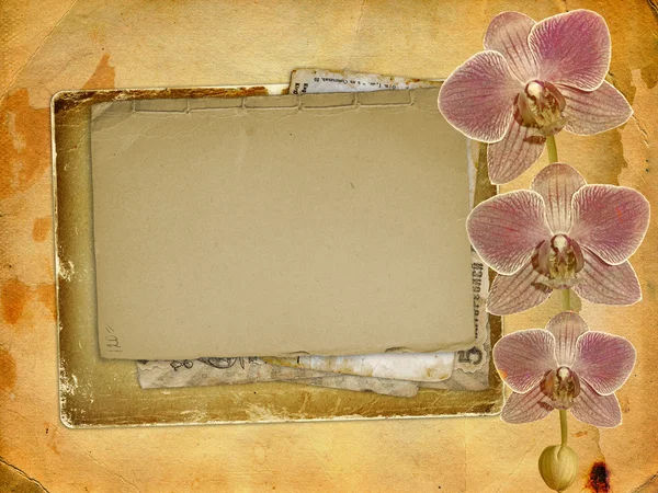 Tarjeta postal antigua para felicitación o invitación con una sucursal de p —  Fotos de Stock