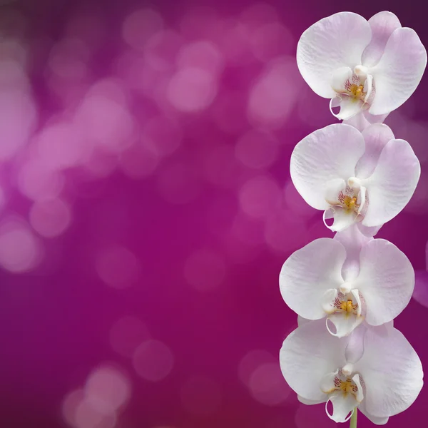 Beautiful pink orchid branch on an abstract background of a deli — Stock Photo, Image