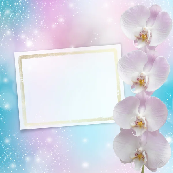 Ramo rosa bonito do orchid em um fundo abstrato de um deli — Fotografia de Stock