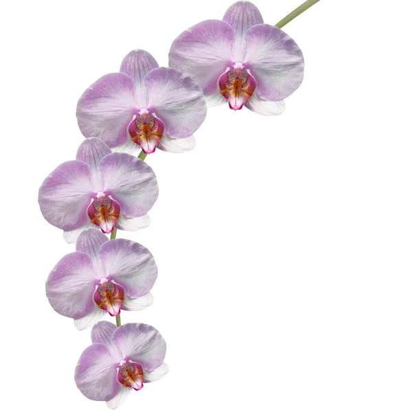 Beautiful pink orchid branch isolated on white background — Stock Photo, Image